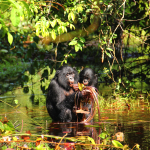 Bonobo Communication: Understanding Animal Language