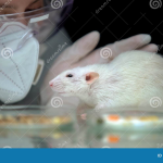Rat Behavior Research: Insights into Autism and AI Methods