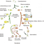 Photosynthesis Evolution: The Chicken or Egg Dilemma Explained