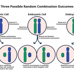 X Chromosome Inactivation: Key to Treating Genetic Diseases