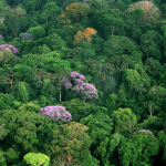 Tropical Forest Canopy: Uncovering Climate Change Impact