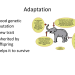 Genetic Adaptation Insights from House Finch Studies