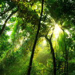Tropical Forest Canopy: Climate Change Impacts Revealed