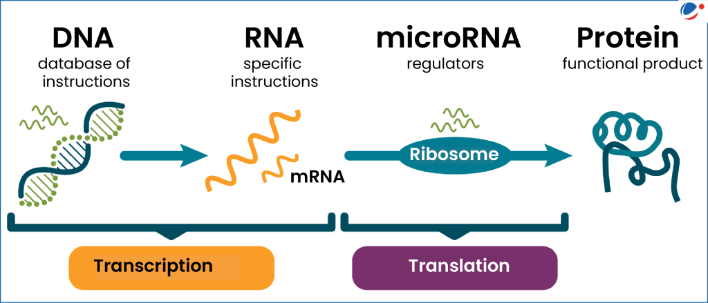 MicroRNA Discovery: Gary Ruvkun’s Journey to the Nobel Prize