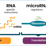 MicroRNA Discovery: Gary Ruvkun’s Journey to the Nobel Prize
