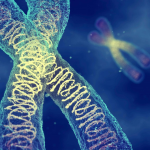 X Chromosome Research: Key to Fragile X and Rett Syndrome